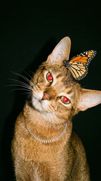 Cat and monarch